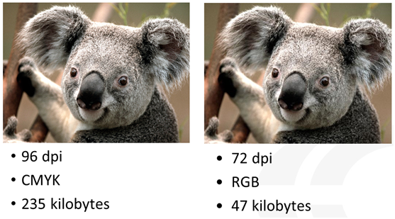 Koala.png