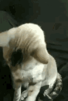 TERESAANNGIF.gif